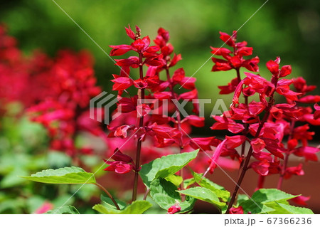 7月　多摩70サルビア･シソ科･多摩グリーンライブセンター 67366236