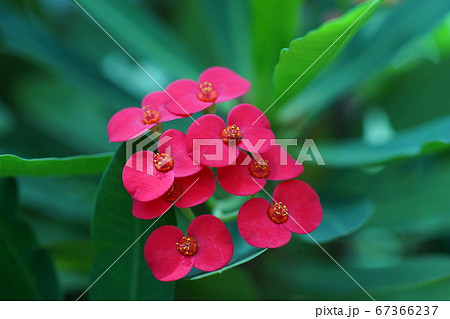 7月　多摩68ハナキリン･トウダイグサ科･温室･多摩グリーンライブセンター 67366237