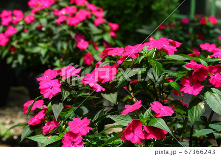 7月　多摩63ニューギニアインパチエンス･ツリフネソウ科･多摩グリーンライブセンター 67366243