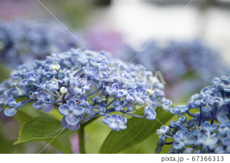 あじさい 67366313