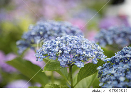 あじさい あじさい 67366315