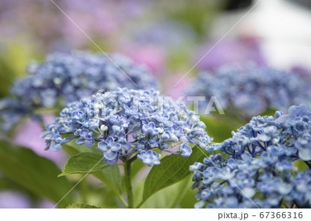 あじさい 67366316