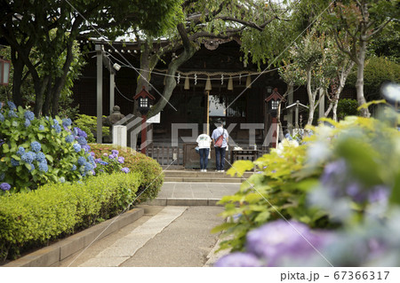 神社と満開のあじさい 67366317