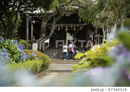 神社と満開のあじさい 67366318