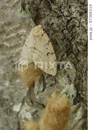 マイマイガの雌と卵塊 67366319