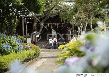 神社と満開のあじさい 神社と満開のあじさい 67366327