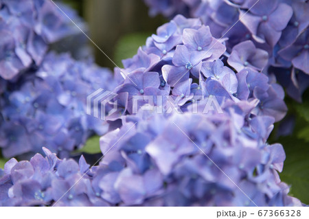 満開のあじさい 67366328
