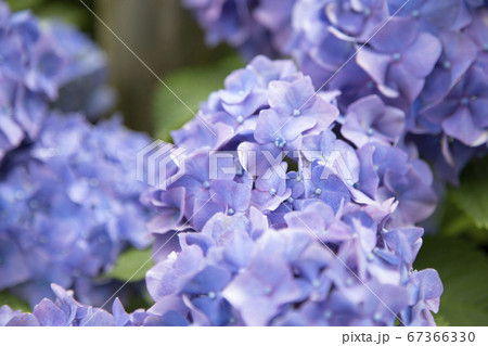 満開のあじさい 67366330