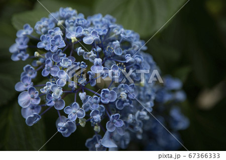 満開のあじさい 満開のあじさい 67366333