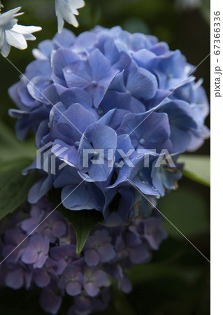 満開のあじさい 67366336