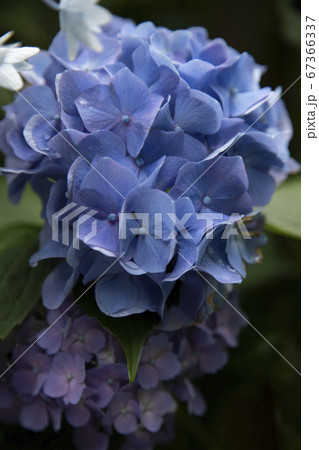 満開のあじさい 67366337
