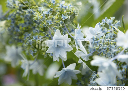 あじさい 67366340
