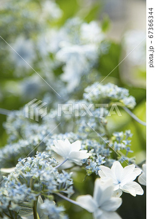 あじさい 67366344