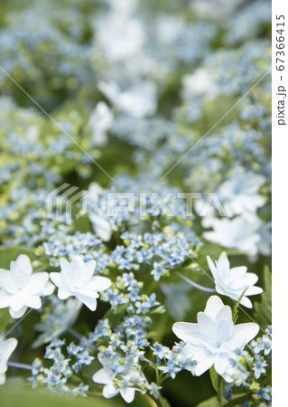 あじさい あじさい 67366415