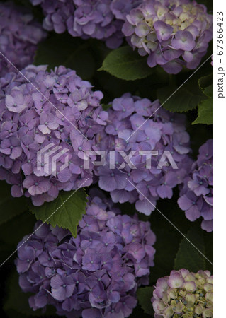 満開のあじさい 満開のあじさい 67366423