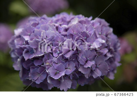 満開のあじさい 67366425
