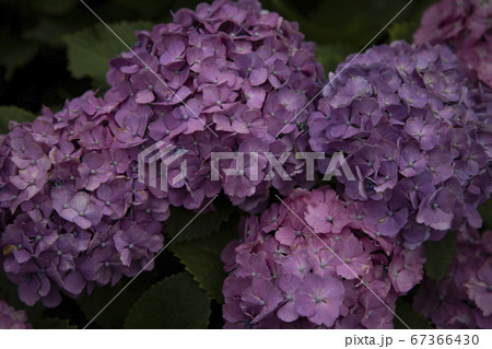 満開のあじさい 満開のあじさい 67366430
