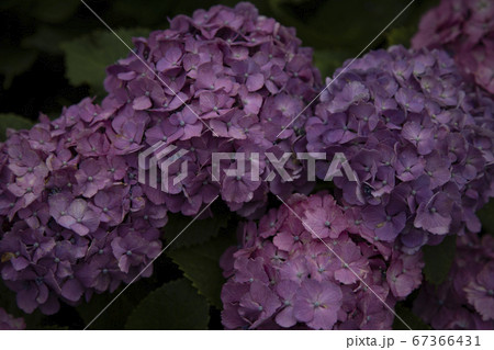 満開のあじさい 満開のあじさい 67366431