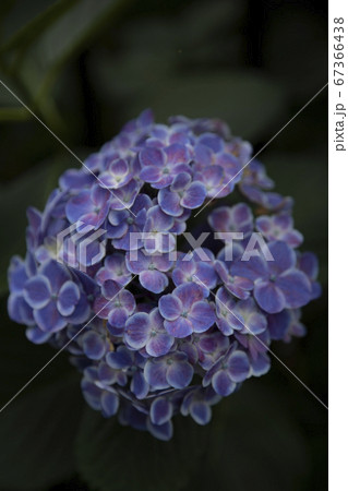 満開のあじさい 満開のあじさい 67366438