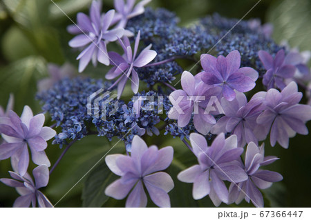 あじさい 67366447