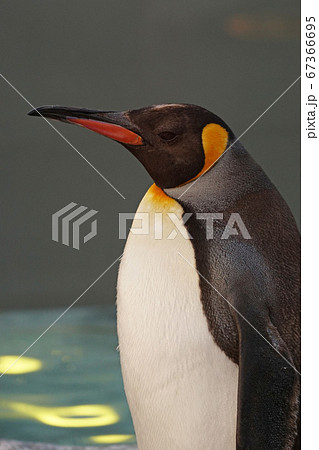 オウサマペンギン32 オウサマペンギン32 67366695