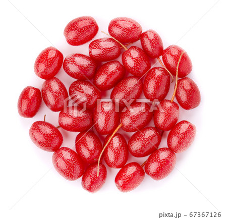 Elaeagnus multiflora isolated on white background. 67367126