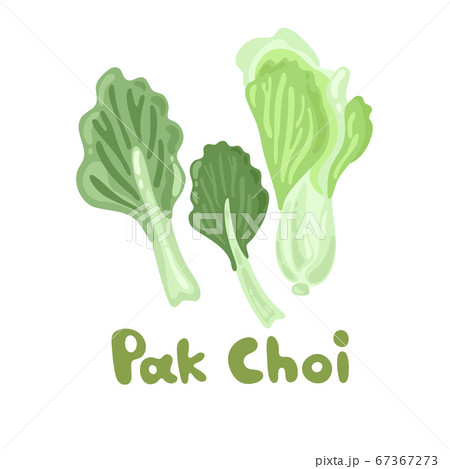 Pak Choi stock image. Stem Bok Chay. Chinese Cabbage. Vector illustration of a fresh pak choi isolated on a white background. Great for environmental articles, web design, dietary recommendations. Pak Choi stock image. Stem Bok Chay. Chinese Cabbage. Vector illustration of a fresh pak choi isolated on a white background. Great for environmental articles, web design, dietary recommendations. 67367273