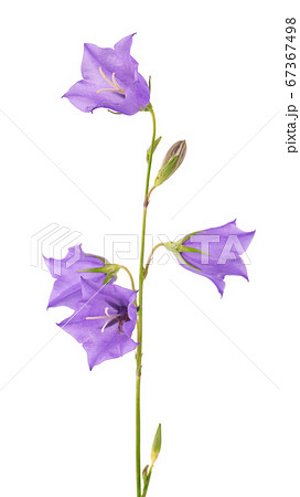 Purple bell flower isolated on white background. Purple bell flower isolated on white background. 67367498