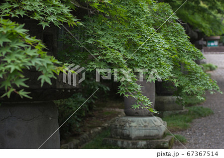 埼玉県飯能市　能仁寺の青もみじ 67367514