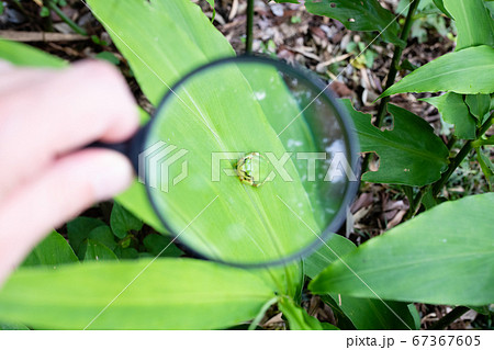 アマガエルを虫眼鏡で観察 67367605