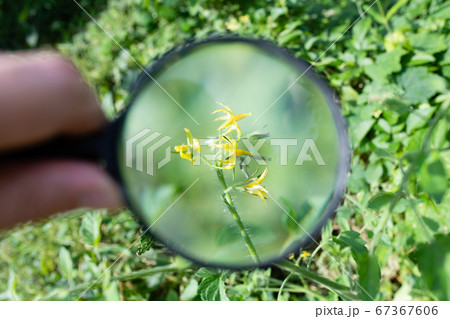 トマトの花を虫眼鏡で観察 67367606