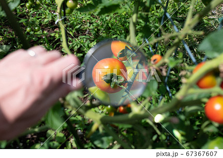 赤くなり始めたトマトを虫眼鏡で観察 67367607