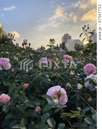 夕暮れの薔薇と青空 夕暮れの薔薇と青空 67367753