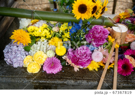 京都市東山区の東福寺搭頭勝林寺で撮影した花手水 67367819