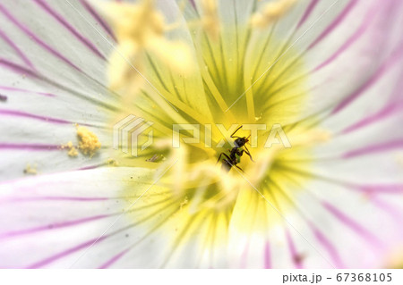 ヒルザキツキミソウの花芯から出てきた働きアリ ヒルザキツキミソウの花芯から出てきた働きアリ 67368105