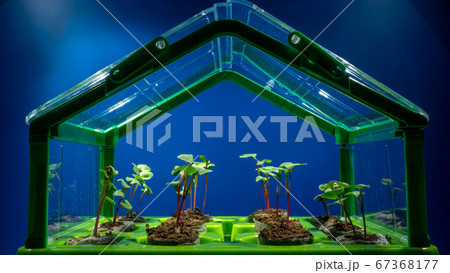 Green plants growing in greenhouse Green plants growing in greenhouse 67368177