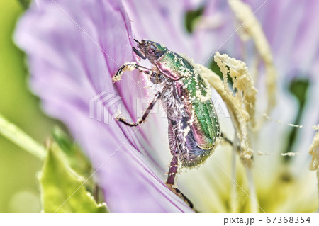 ヒルザキツキミソウの花粉にまみれて　輝くナミハナムグリ 67368354