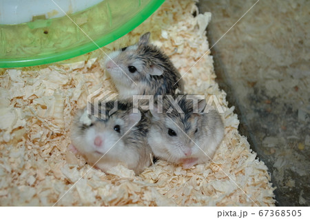 ハムスターファミリーの一家団欒 67368505