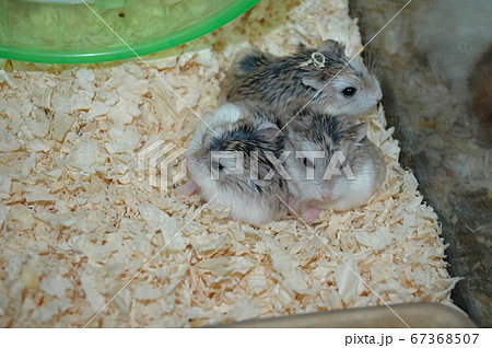 ロボロフスキーハムスターのファミリー ロボロフスキーハムスターのファミリー 67368507