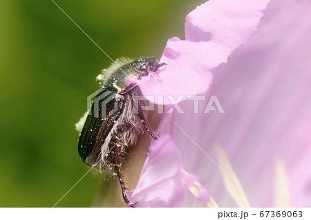 ヒルザキツキミソウの花粉にまみれて　ナミハナムグリ 67369063