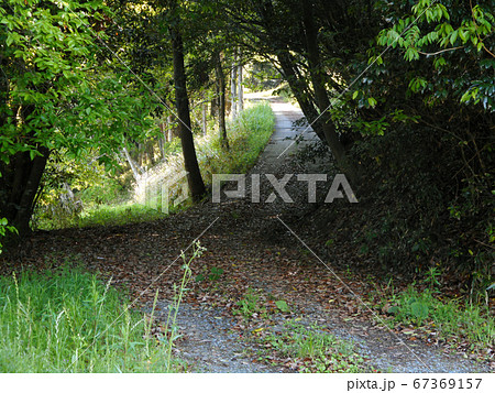 木々の間を通る坂道 木々の間を通る坂道 67369157