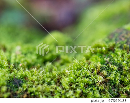 Green moss grown up cover the rough stones in the 67369183