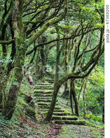 Stone Step Trail In Woods 67369200