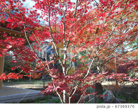 九品仏浄真寺　紅葉 67369370