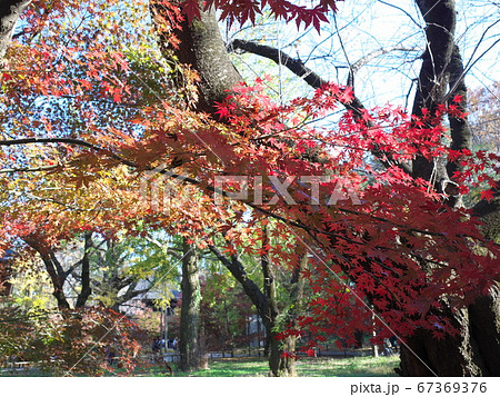 九品仏浄真寺　紅葉 67369376