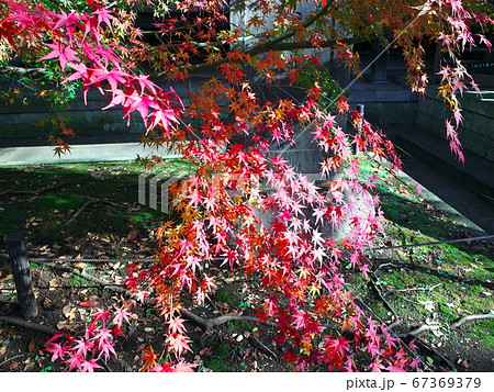 九品仏浄真寺 紅葉 九品仏浄真寺 紅葉 67369379
