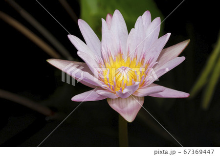 close up lotus flower yellow and purple color is close up lotus flower yellow and purple color is 67369447