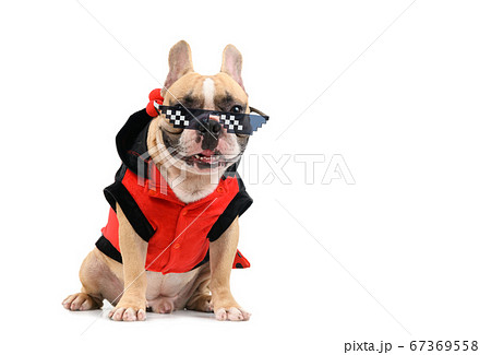 cute french bulldog wear fancy glasses and sit cute french bulldog wear fancy glasses and sit 67369558