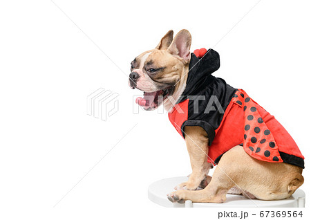 French Bulldog wearing funny Ladybug costume 67369564