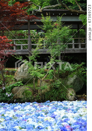 楽法寺のアジサイ　水中花 67369723